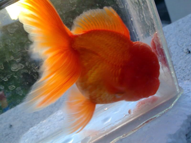 Site for Goldfish Keepers